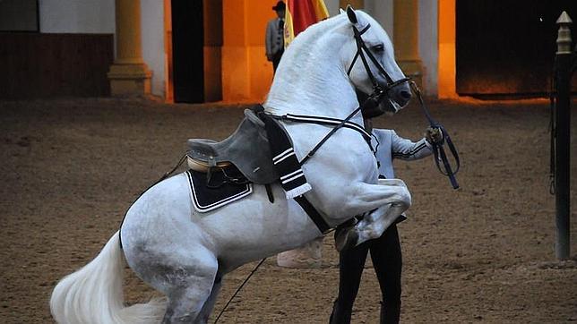 Jerez acoger la asamblea general de las ciudades europeas del caballo en mayo