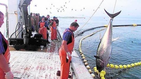 Verdemar alerta  de la pesca ilegal de atn rojo en la Baha de Algeciras