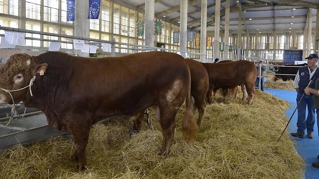 La autntica feria de Jerez, xito de ventas