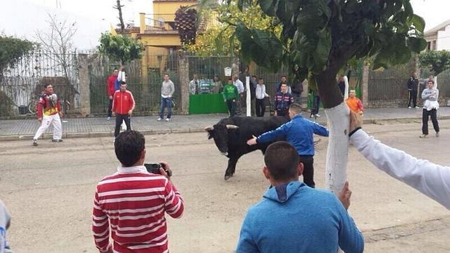 Puerto Serrano recibe 2015  con el primer encierro del ao