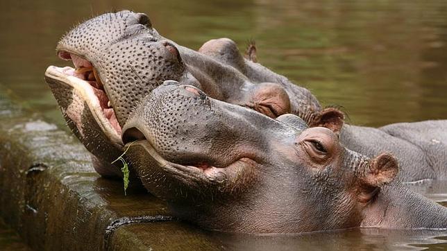 Una hipopótamo hembra acompañará a 'Tsavo' en el zoo de Jerez 