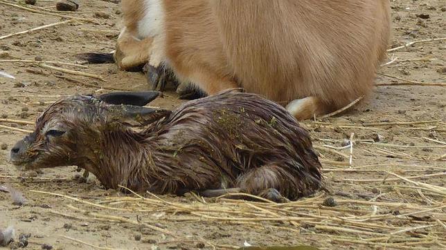 Nueva gacela dorca para el Zoo de Jerez