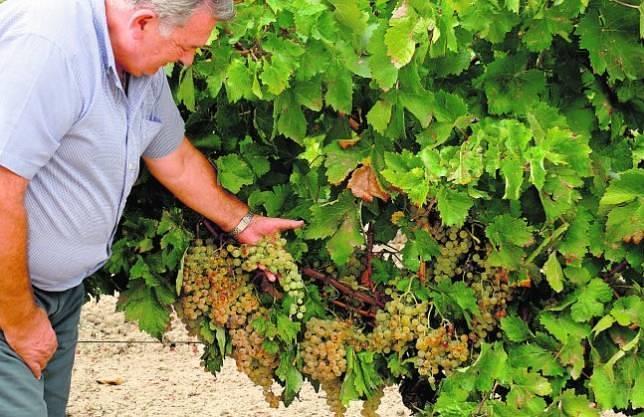 La provincia, lder andaluza en exportacin de vino en 2014