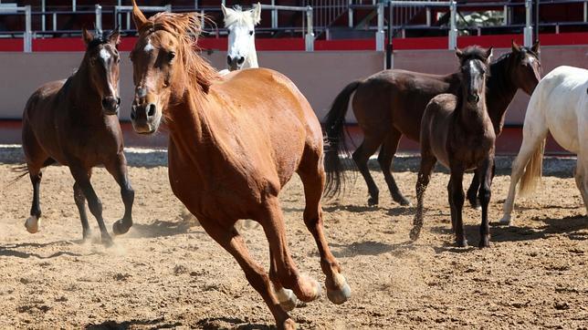 Jerez será la Ciudad Europea del Caballo en 2018