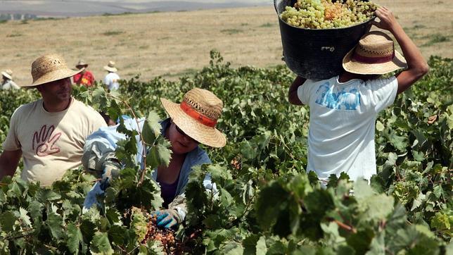 El Consejo Regulador del Vino de Jerez destaca la calidad «excelente» de la uva de cara a la próxima vendimia