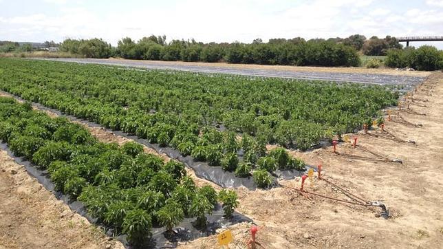 Esta plantación de stevia en Jerez ocupa varios metros cuadrados y el cultivo es ecológico