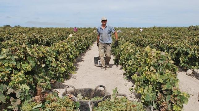 Culmina una vendimia sorprendentemente buena con 76 millones de kilos de uva