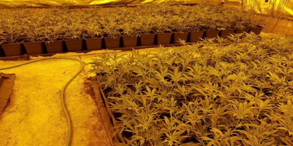 Desmantelado en Jerez un cultivo de marihuana con más de 500 plantas