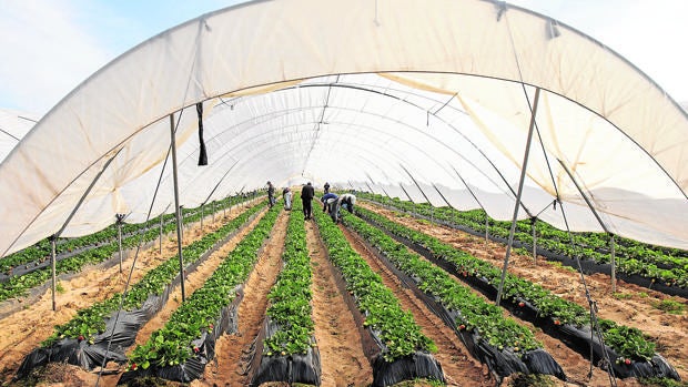Cultivo de fresas bajo abrigo