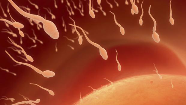 Trece de cada cien varones andaluces no puede engendrar por mala calidad del semen