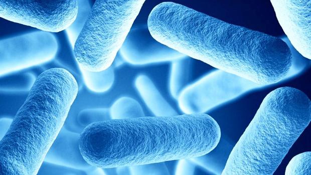 Así es la bacteria que provoca la tosferina