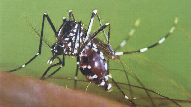 Mosquitos