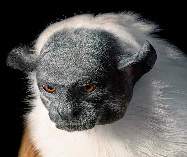 Un tamarino bicolor de Brasil