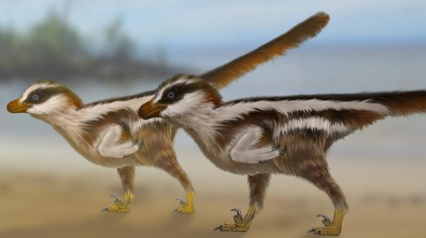 Los pequeños Dromaeosauriformipes rarus