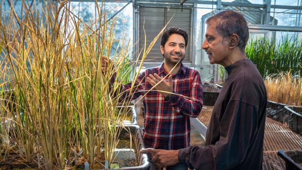 Los investigadores Imtiyaz Khanday y Venkatesan Sundaresan, impulsores de la investigación, en un invernadero de la Universidad de California en Davis (EE.UU.)