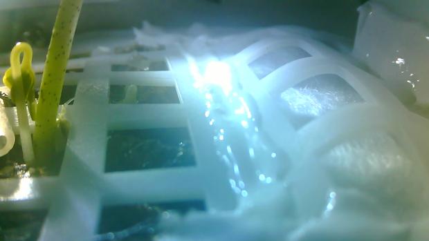 La semilla de algodón a bordo del robot chino Chang'e 4