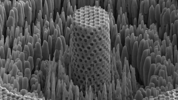Una muestra microscópica de la «madera metálica»