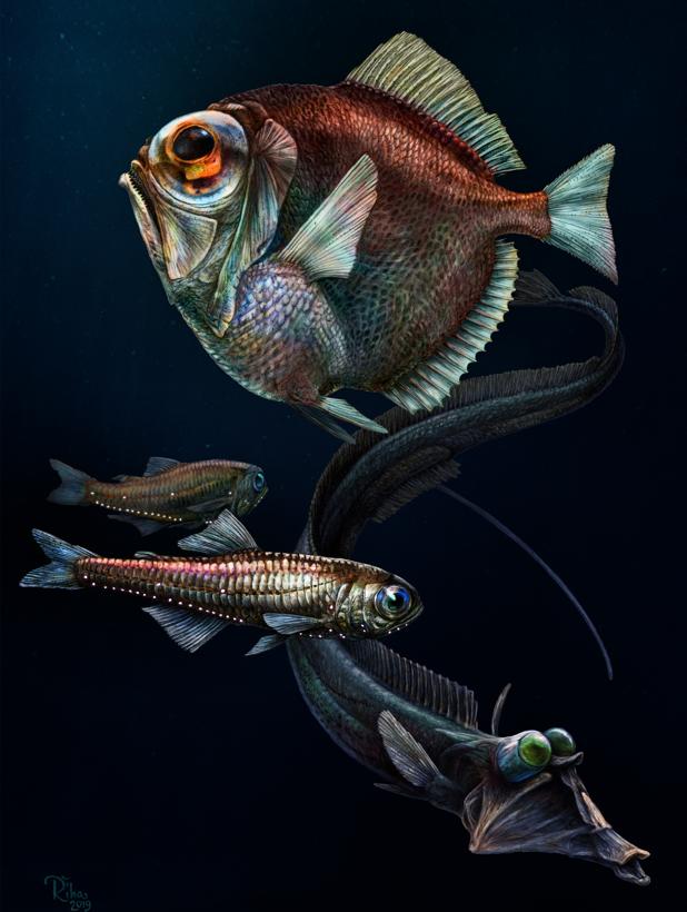 Peces de aguas profundas con visión mejorada: malcarado plateado (Diretmus argenteus), ojo de tubo (Stylephorus chordatus) y pez linterna (Benthosema sp)