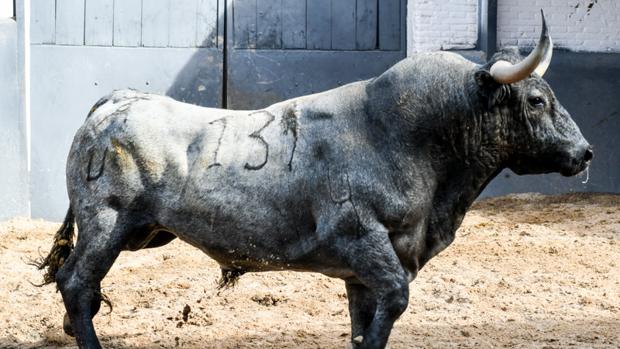 Uno de los victorinos del Domingo de Ramos
