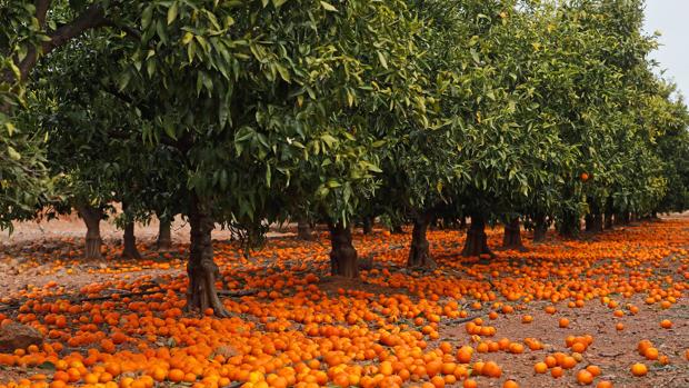 Grupo de frutales alfombrado de mandarinas no recogidas