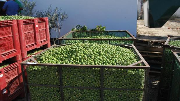 El valor de la exportación de aceitunas se redujo un 4,2% en 2018
