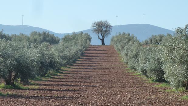 El almendro Gladiador, que ha sido copiado por los científicos del CSIC