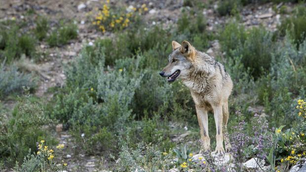 Un ejemplar de lobo en semilibertad