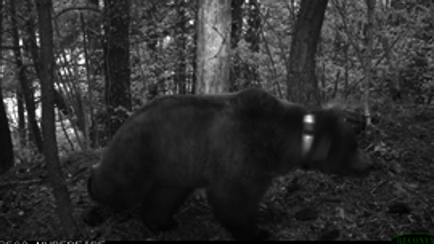 La voracidad del oso «Goiat»: 15 ataques a ganado en el Pirineo catalán desde abril