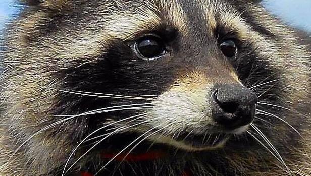 Oreo, el mapache que sirvió para crear el personaje de Rocket Raccoon