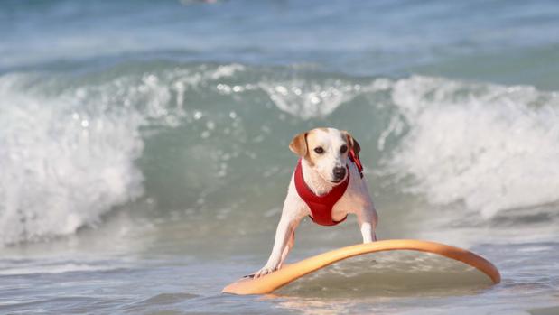 Pipper en El Palmar.