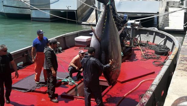 Pesca de atún en Cádiz