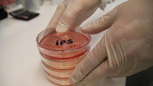 Cultivo de iPS en el laboratorio