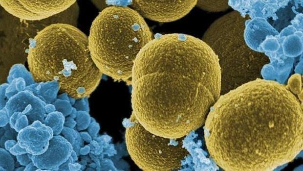 Bacterias de la flora intestinal