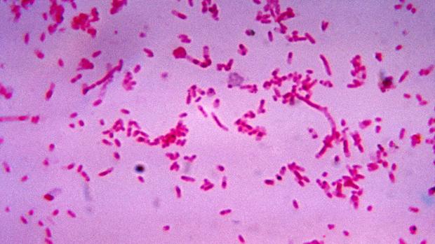 Más de 26.000 personas morirán en España en 2019 por infecciones causadas por bacterias multirresistentes