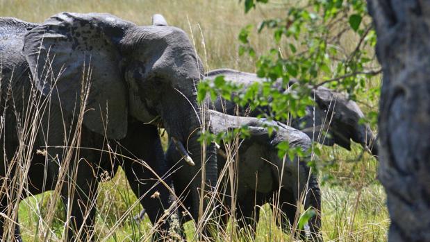 Un grupo de elefantes en el delta Okavango en Botsuana
